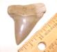 Pathologic Lee Creek Mako Shark Tooth